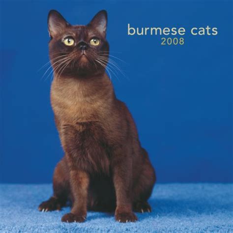 Burmese Cats 2008 Square Wall: Wall : Amazon.in: Books