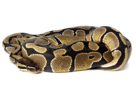 Image result for Ball Python Eating