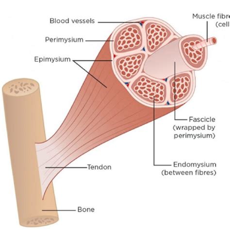 Image result for Muscle Structure and Function