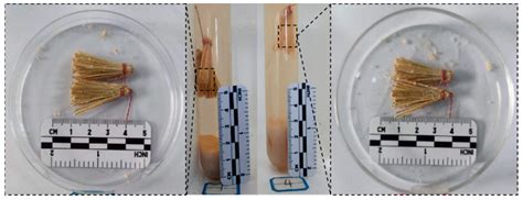 Study on the Adsorption Characteristics of Microbial-Reed Fiber and Its ...