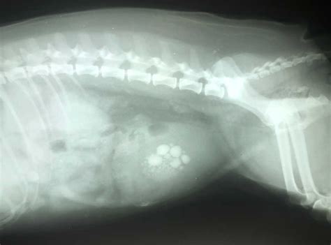 Image result for Bladder Explode