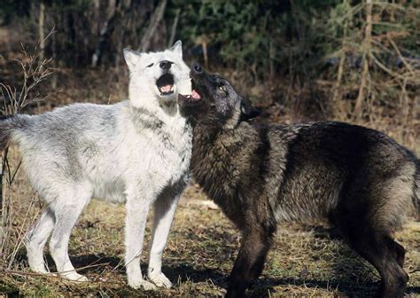 Wolves Copulating 的图像结果