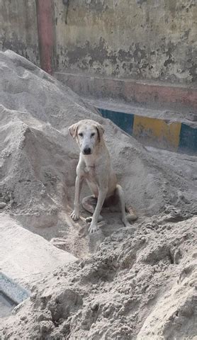 0ur Unfortunate Khilji – PetsUp