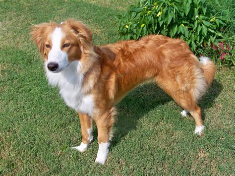 39 Best English Shepherd ideas | english shepherd, collie dog, farm dogs