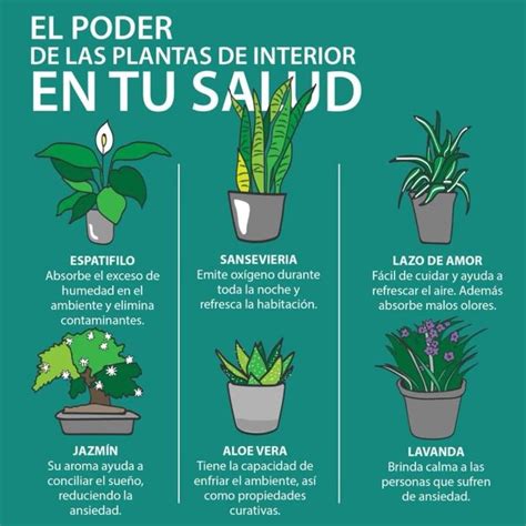 Pin by Dra Bardal H on JARDINERIA y PLANTAS | House plants decor, Plant ...