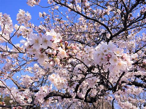 日本人以什么心情看樱花？ | Nippon.com