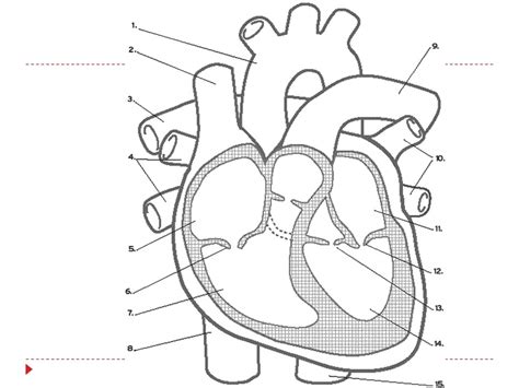 Image result for Cardiovascular System Drawing Easy
