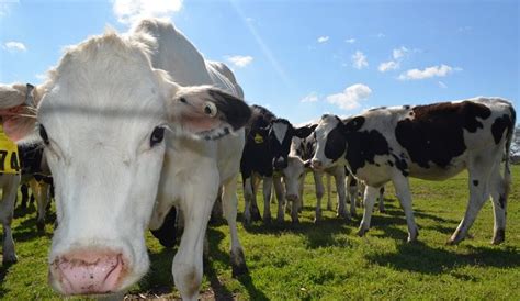 Best Dairy Feed Brands in Kenya