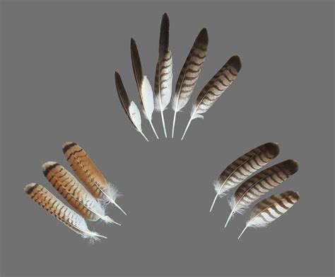 The Feather Atlas - Feather Identification and Scans - U.S. Fish and ...
