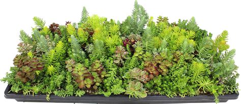 Amazon.com : Rainbow Creeping Thyme Plants Blue Rock CRESS Plants ...