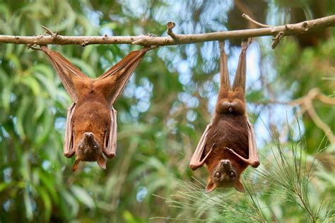 Little Red Flying Foxes — Tim Trim Photography | Photographic Artist | Cairns | Queensland ...