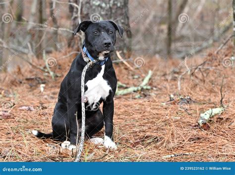 Black Lab Border Collie Mix Puppy Dog Outside on Leash Stock Photo ...