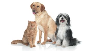 ADOPT PAW - Adopt Pets, Pet Rescue | AdoptPaw