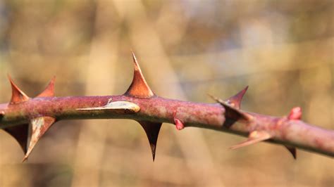 Thorn Branch
