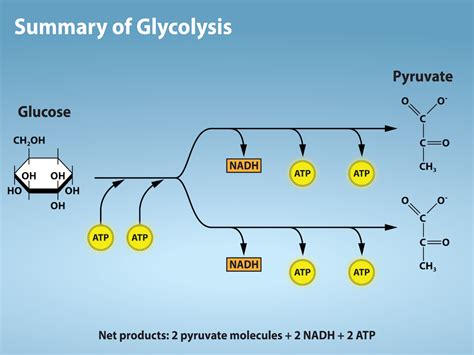 Glycolysis To Pyruvate