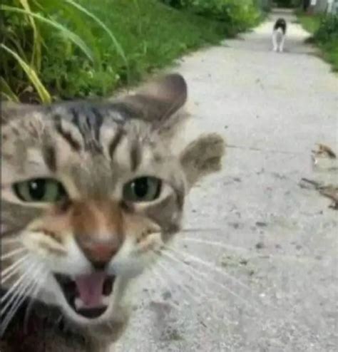 Cat pointing Blank Template - Imgflip