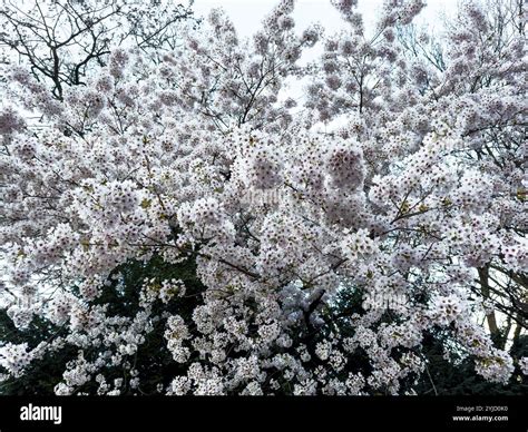 Cherry plum, myrobalan, myrobalan tree, cherry plum tree, Turkish plum ...