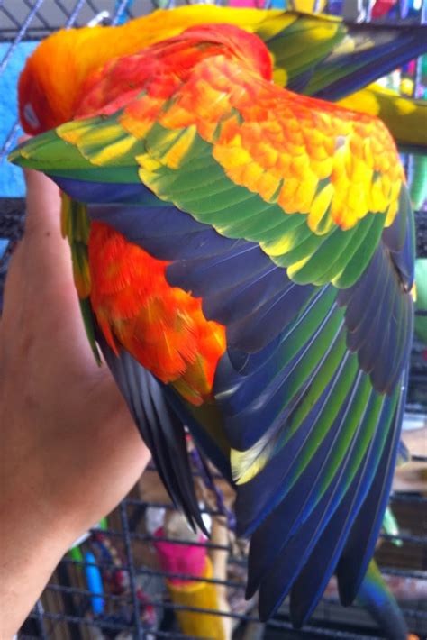 Image result for Red Factor Conure