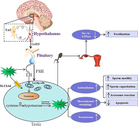 Frontiers | The role of taurine in male reproduction: Physiology ...