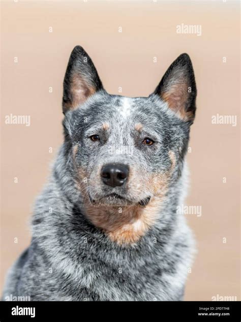 Serious Australian cattle breed dog or Blue heeler portrait outdoors ...