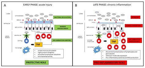 Tumor Necrosis Factor’s Pathway in Crohn’s Disease: Potential for Intervention