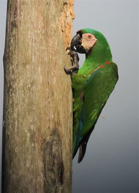 Chestnut-fronted Macaw | World Parrot Trust