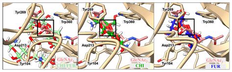 Influence of Association on Binding of Disaccharides to YKL-39 and ...
