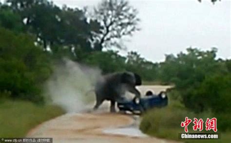 马来西亚一汽车撞倒小象，遭5头大象踩踏围攻：直到小象从地上爬起来才停止攻击离开