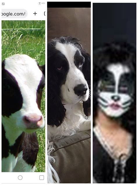 Often imitated, never duplicated 😂 : r/springerspaniel