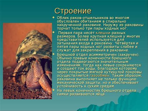 Рак отшельник (морской и сухопутный), описание, содержание