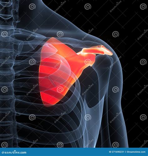 Sistema Di Scheletro Umano Scapola Articolazioni Ossee Anatomia ...