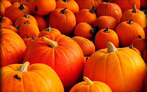 Autumn Pumpkins Desktop Wallpaper - WallpaperSafari
