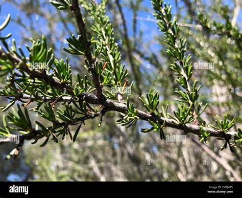 chamise (Adenostoma fasciculatum Stock Photo - Alamy