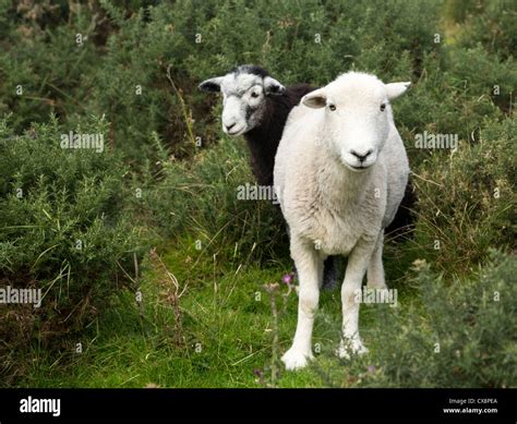 White and black sheep stare at viewer in English Lake District Stock ...