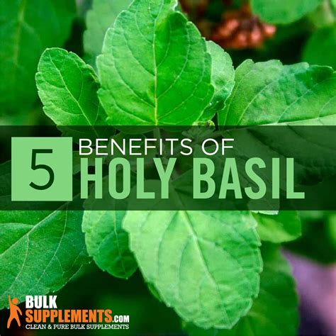 Que Es Holy Basil En Espanol at Cathy Remington blog