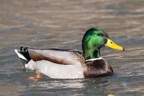 Image result for Animals Using Sign Language