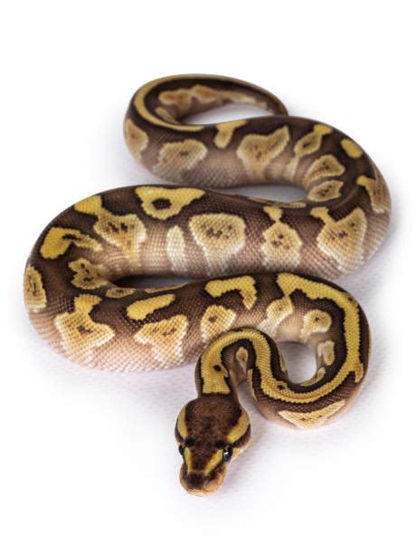 Image result for Green Ball Python