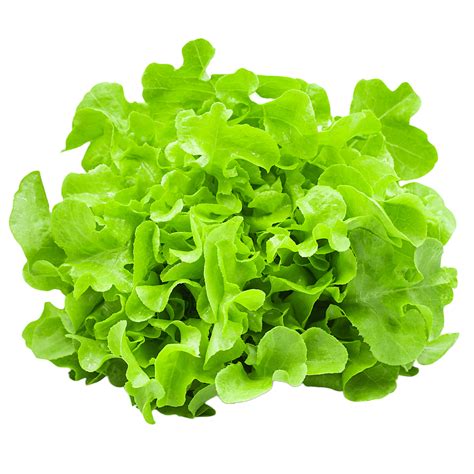 Green Sweet Crisp Lettuce | Harvest Moon Aquaponics Farm