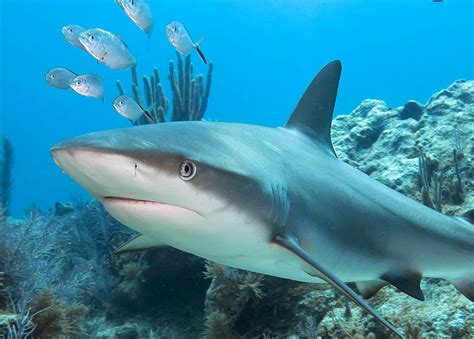 Forbes Highlights Belize's Efforts to Protect Shark Species Locally