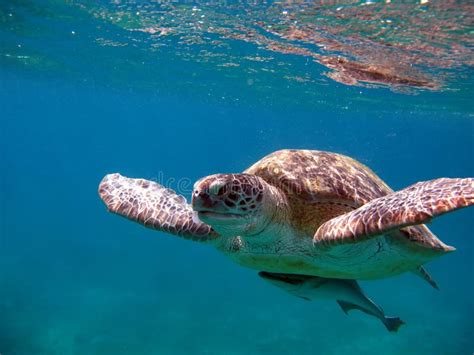 Big Green Turtle .Sea Turtles. Stock Image - Image of reefs, tortoise ...