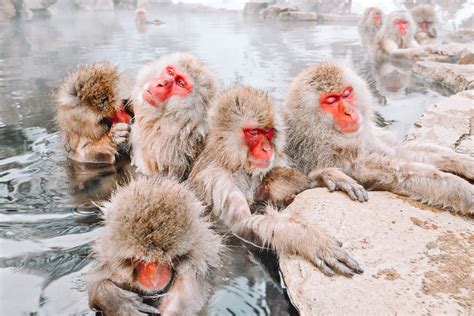 9 Cool Things To Do In Japan | Away and Far