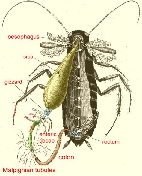 Dissection of Cockroach 的图像结果