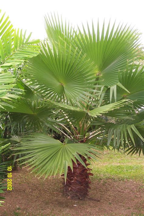 comment planter un washingtonia filifera