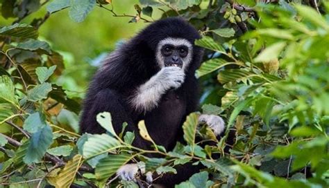 Here's a list of 10 newly-discovered species in 2017 - Education Today News