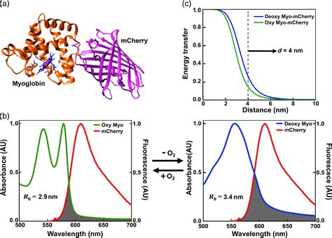 Intracellular oxygen mapping using a myoglobin-mCherry probe with ...