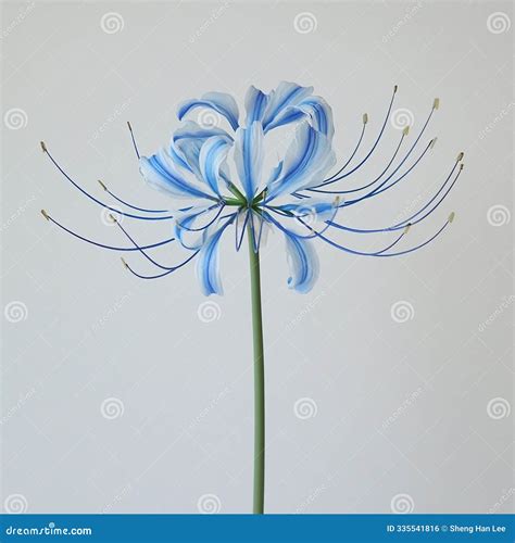 Delicate Blue Spider Lily stock illustration. Illustration of lily ...