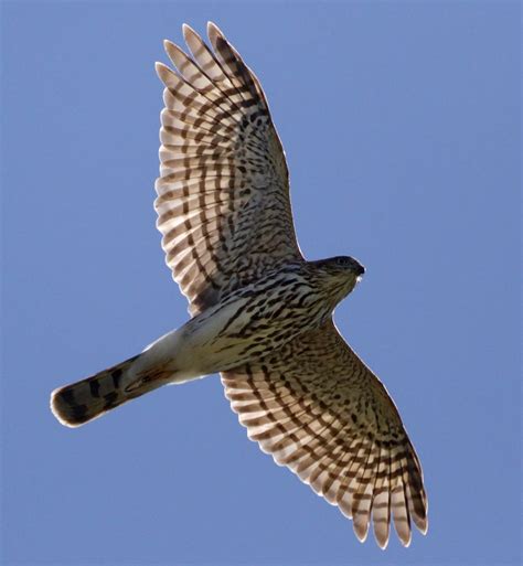 Cooper’s Hawk | San Diego Bird Spot