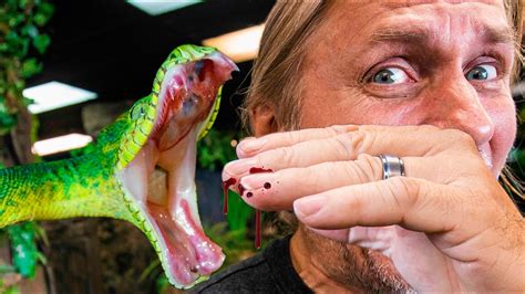 Green Tree Python Teeth 的图像结果