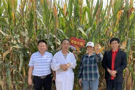 中国农业大学上庄实验站 科普园地 玉米栽培种的起源与进化