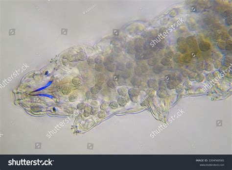 Tardigrade Under Microscope Anamtomic Details Stock Photo 2204560581 ...